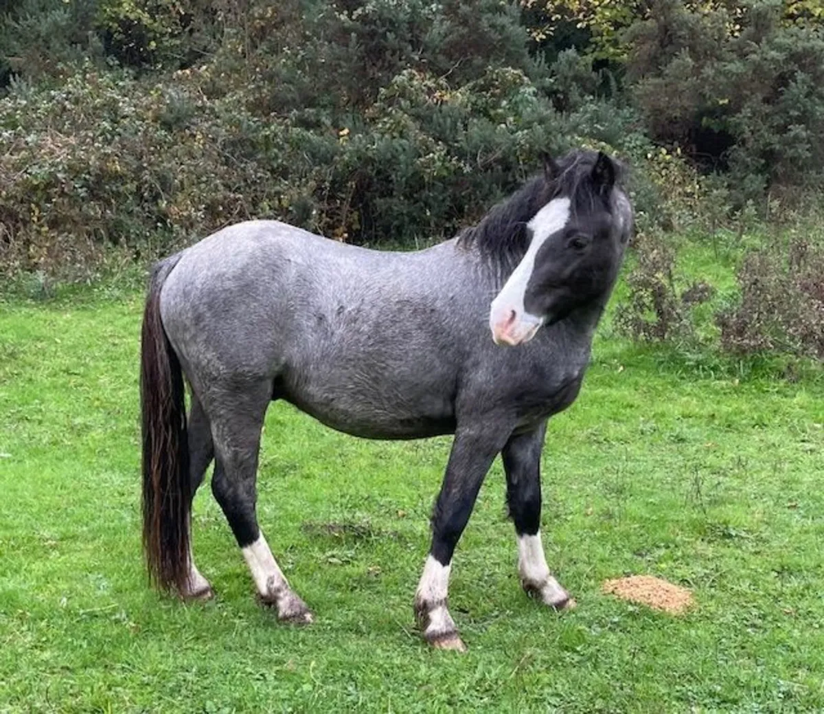 Welsh Section C Colt - Image 1