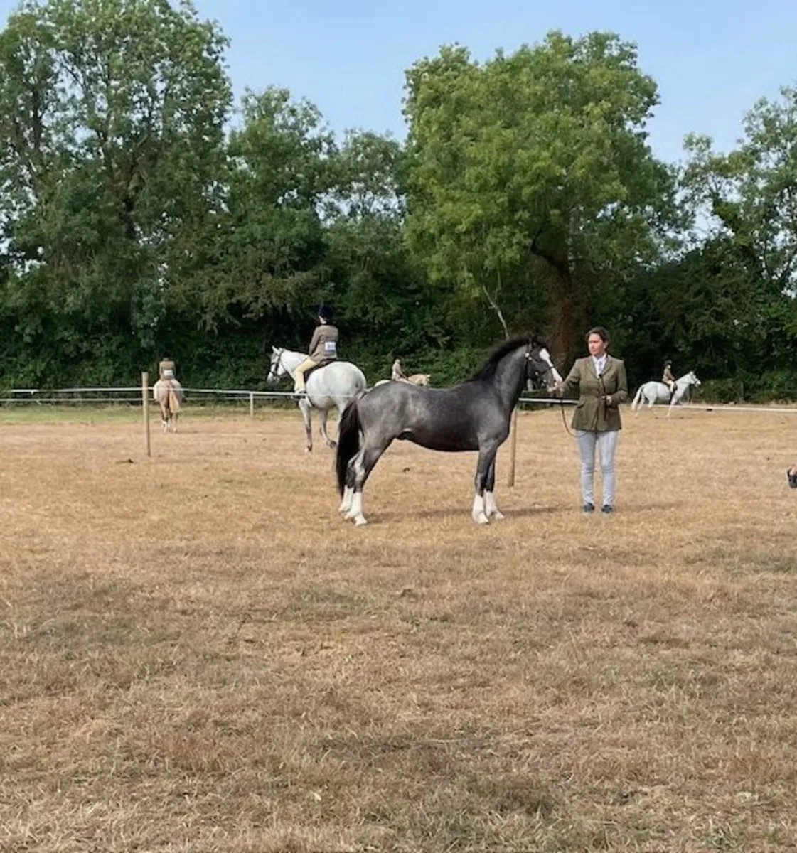 Welsh Section C Colt - Image 2