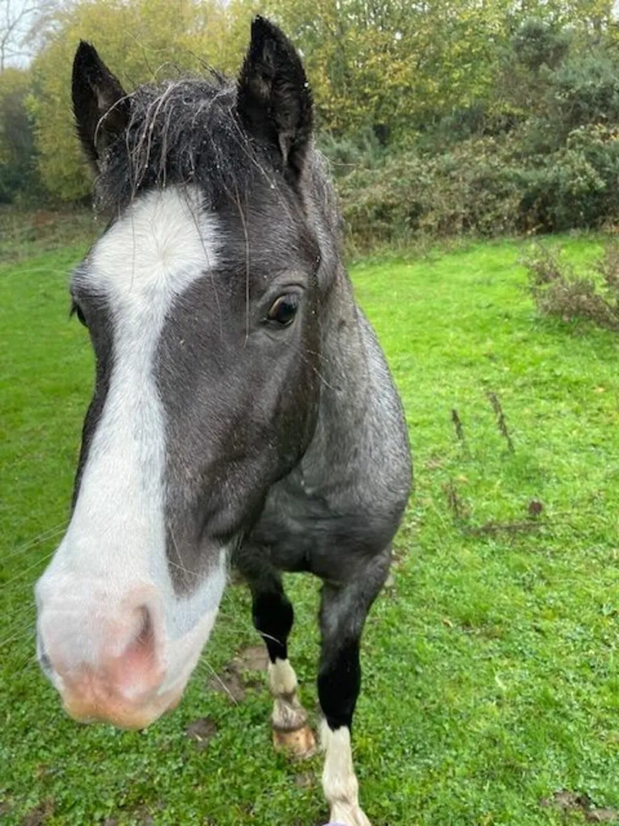 Welsh Section C Colt - Image 3