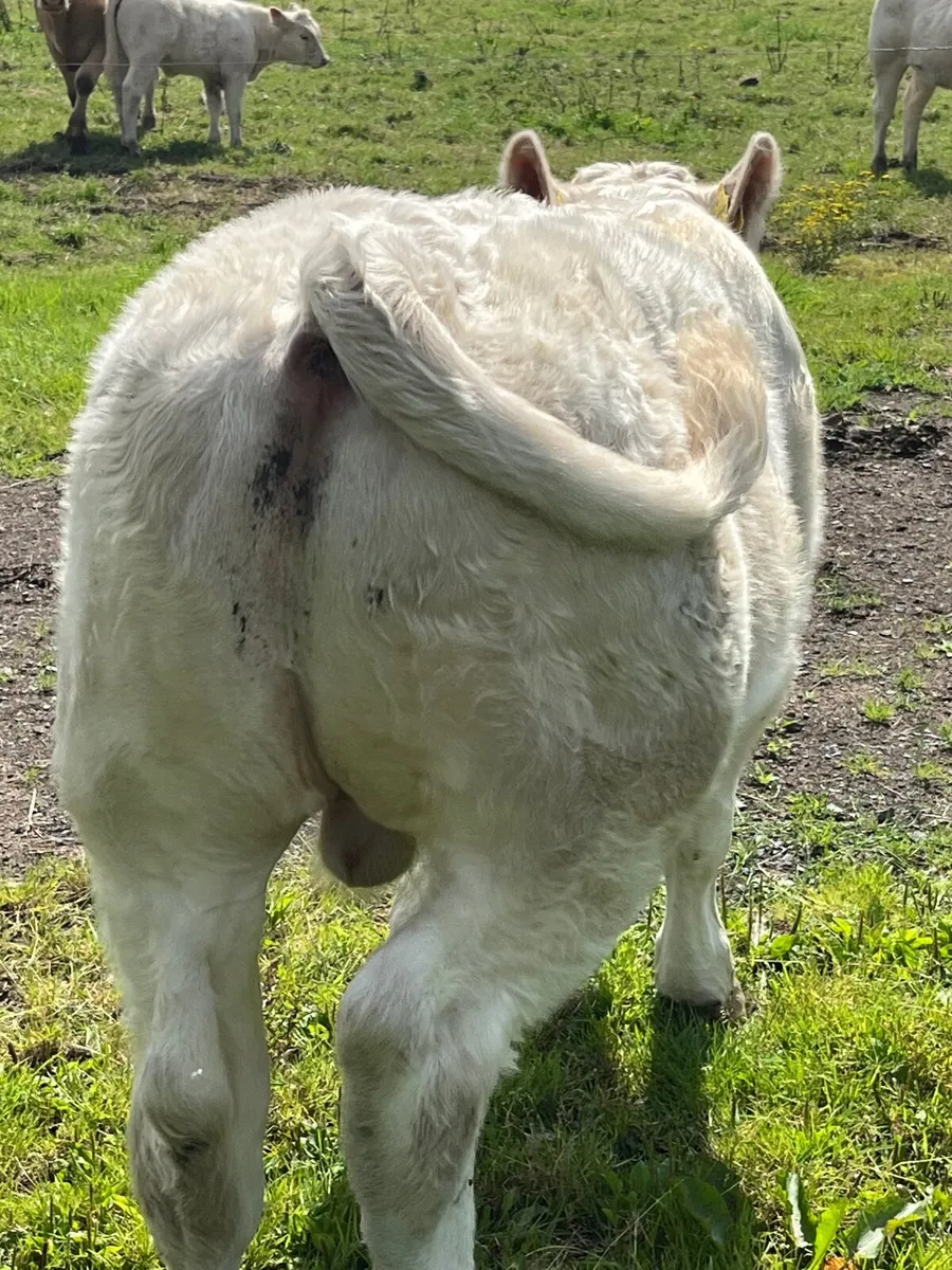 PB Charolais Bull for sale in Balla Mart - Image 1