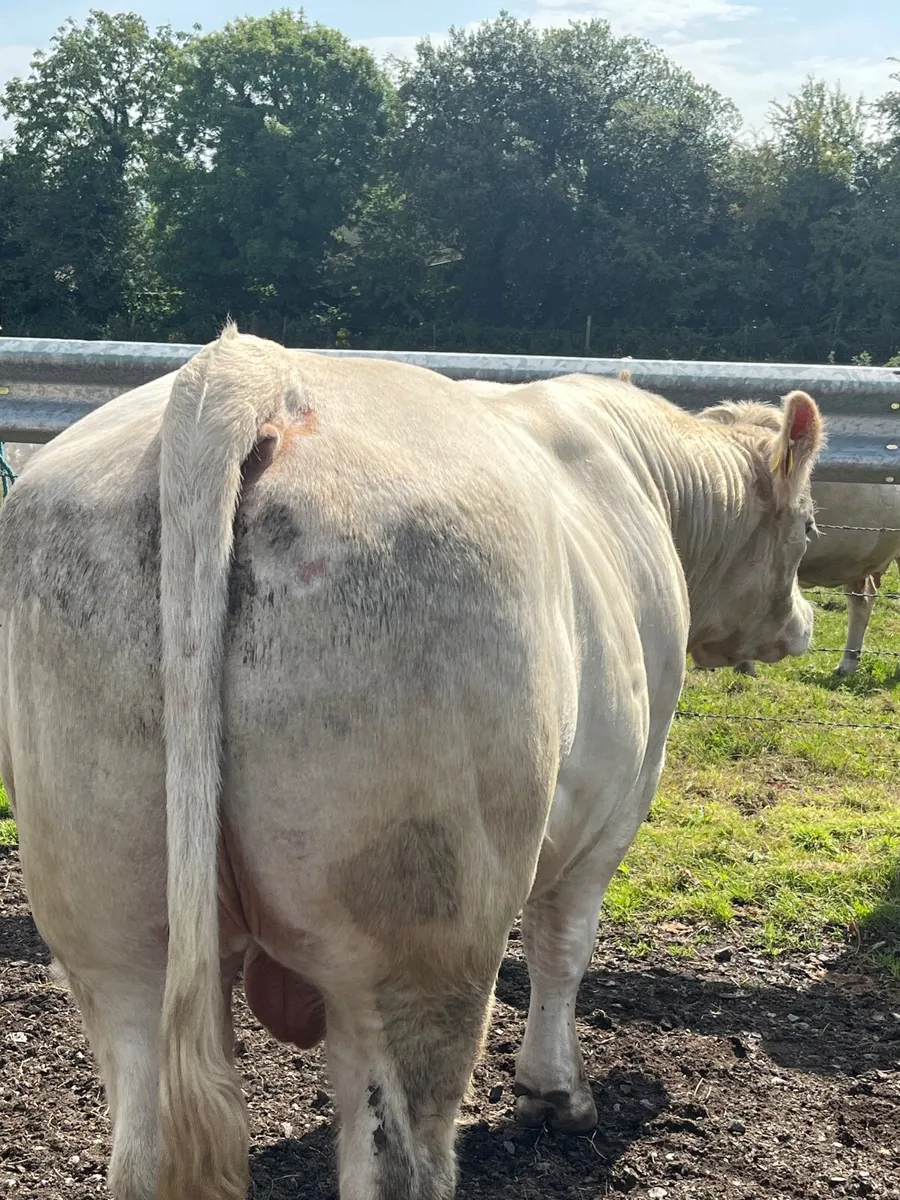 PB Charolais Bull for sale in Balla Mart - Image 2