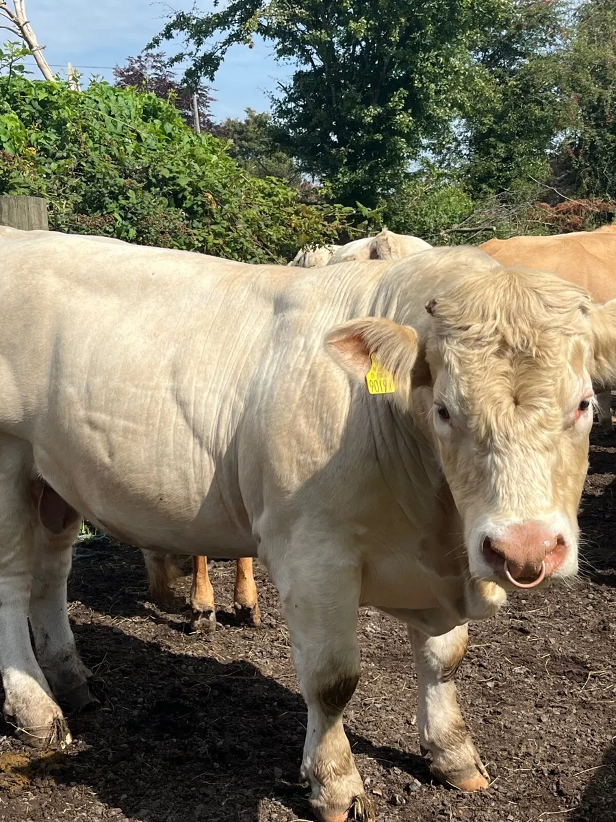 PB Charolais Bull for sale in Balla Mart - Image 3
