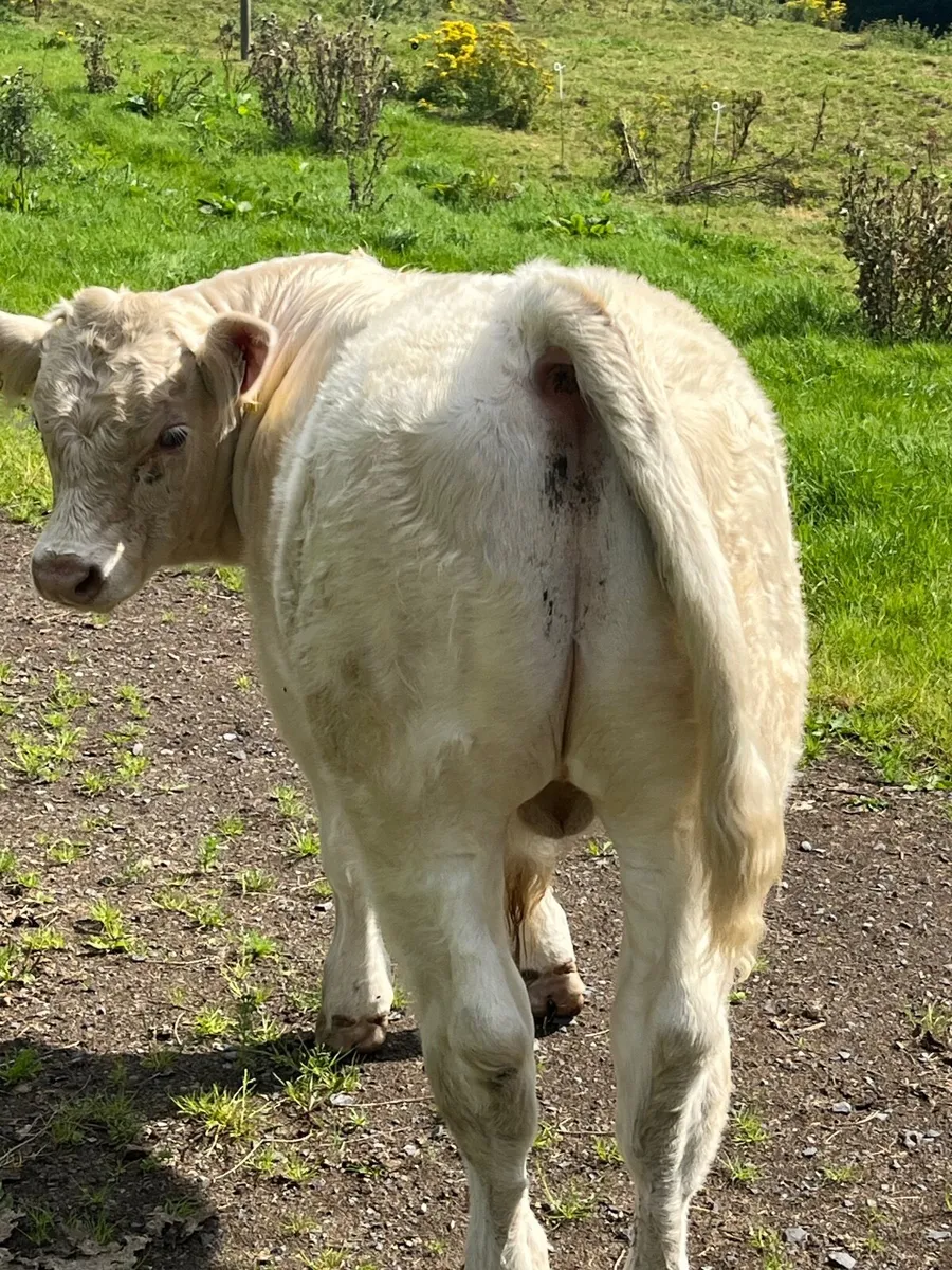 PB Charolais Bull for sale in Balla Mart - Image 4