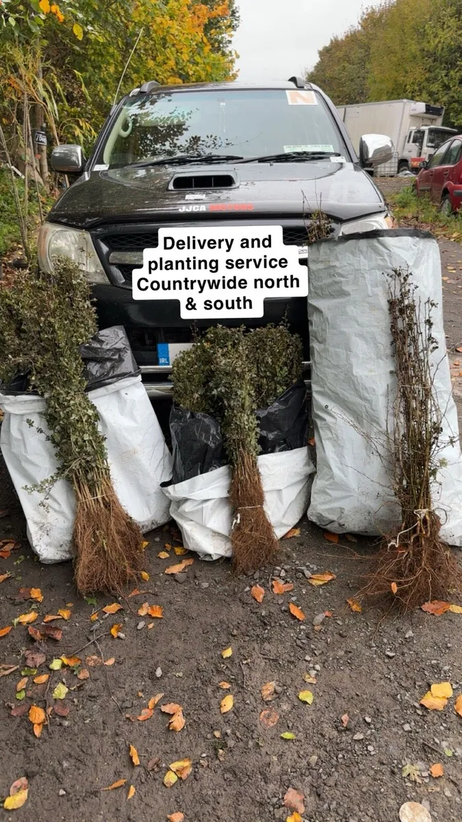 🇮🇪Whitethorn department registered supplier 🇮🇪 - Image 1