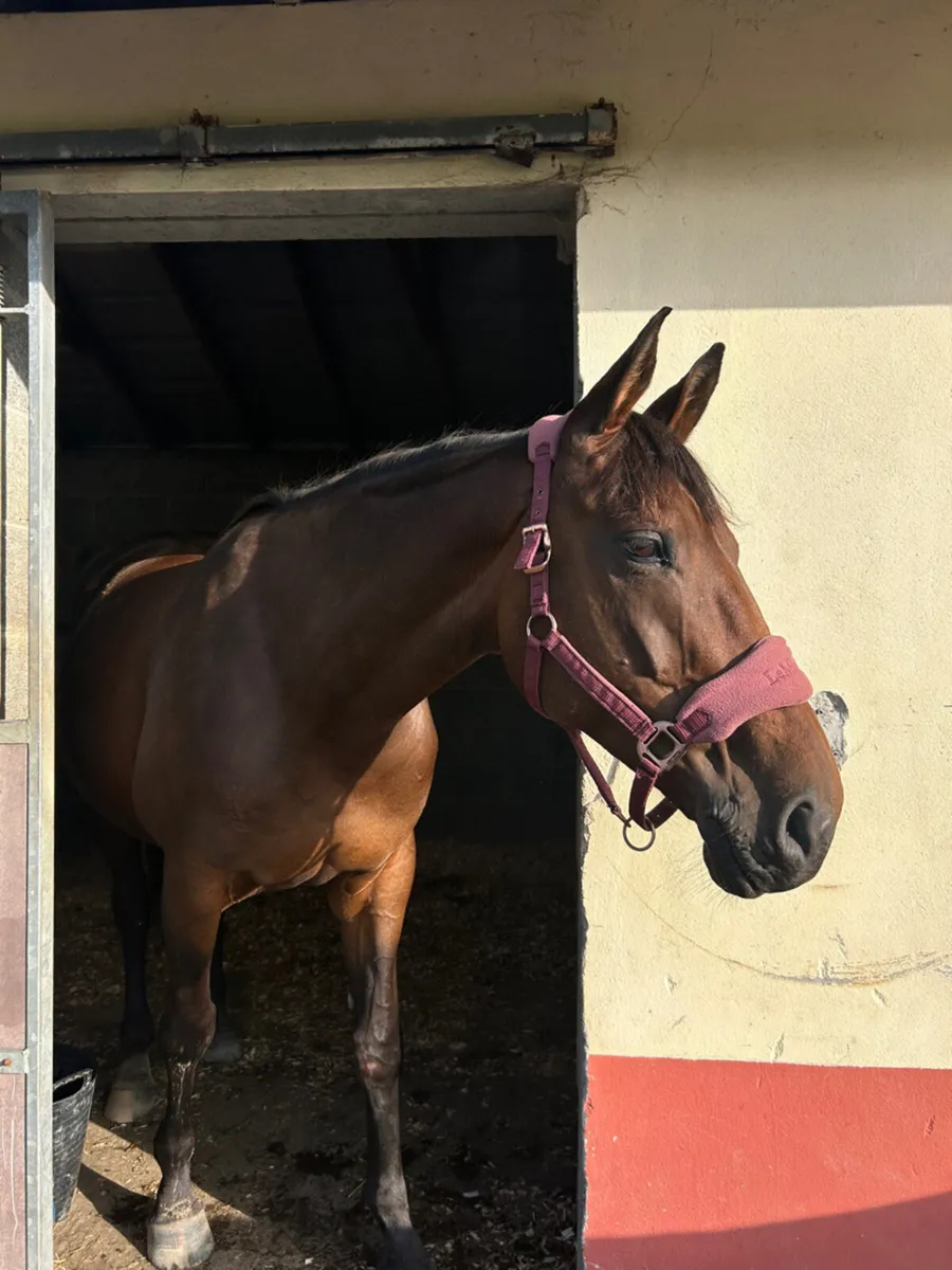 Obos quality mare - Image 1