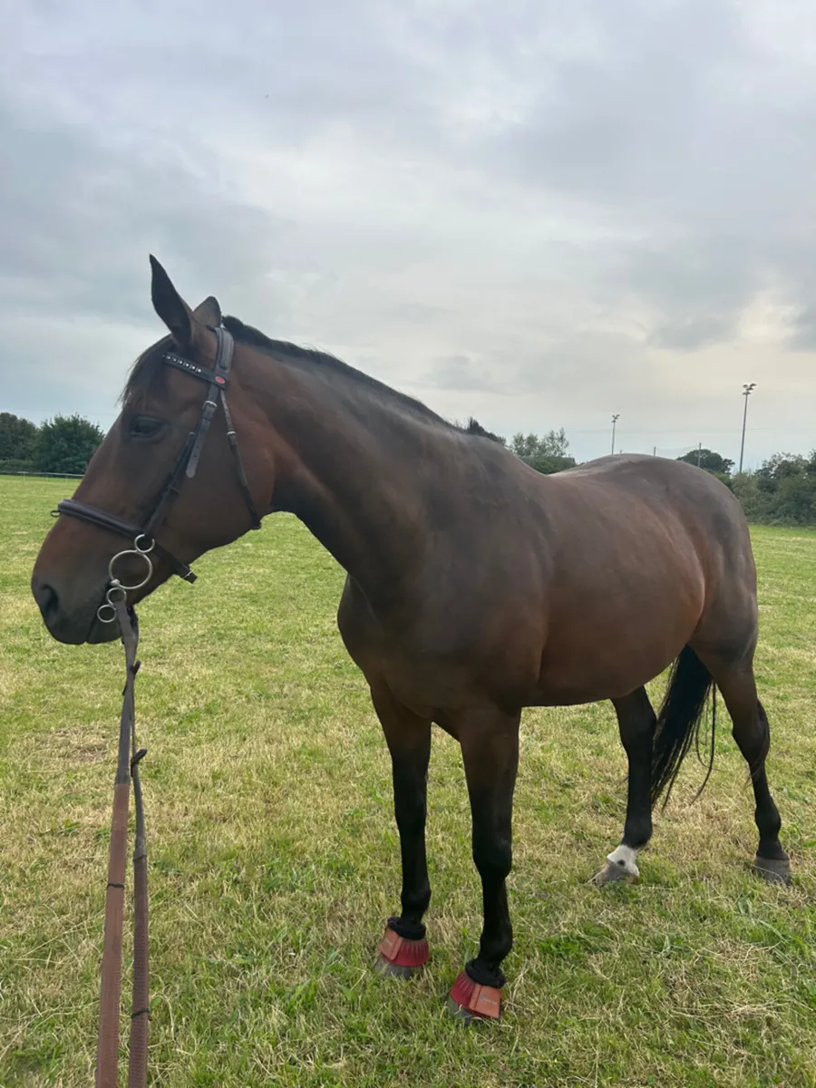 Obos quality mare - Image 2