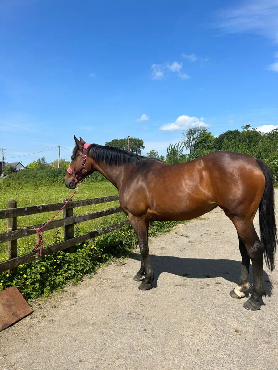 Obos quality mare - Image 3