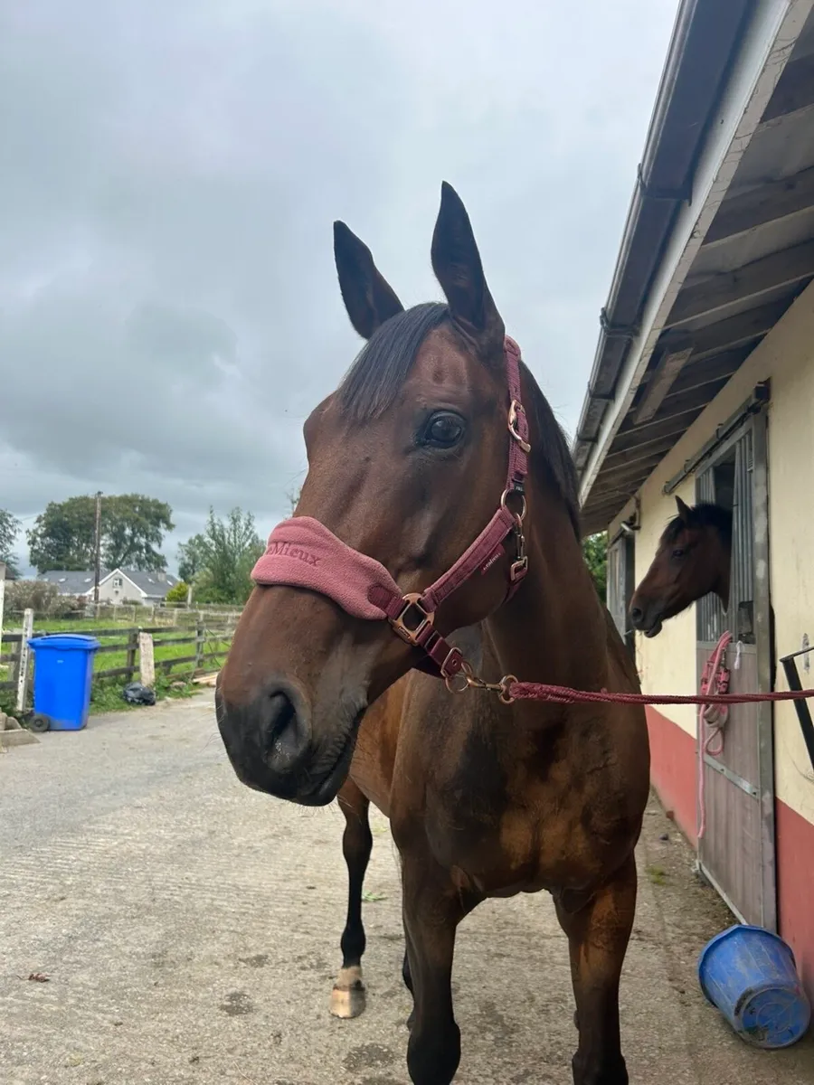 Obos quality mare - Image 4