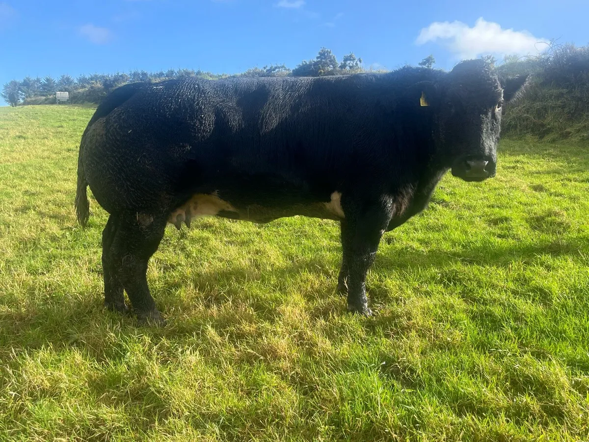 FOR SALE IN CASTLEISLAND MART WEDNESDAY 5th Nov - Image 1