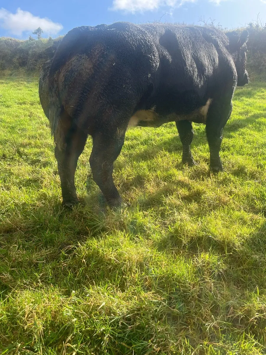 FOR SALE IN CASTLEISLAND MART WEDNESDAY 5th Nov - Image 2