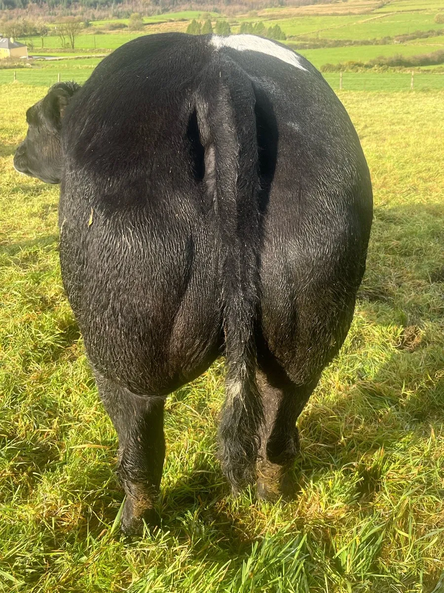 FOR SALE IN CASTLEISLAND MART WEDNESDAY 5th Nov - Image 3