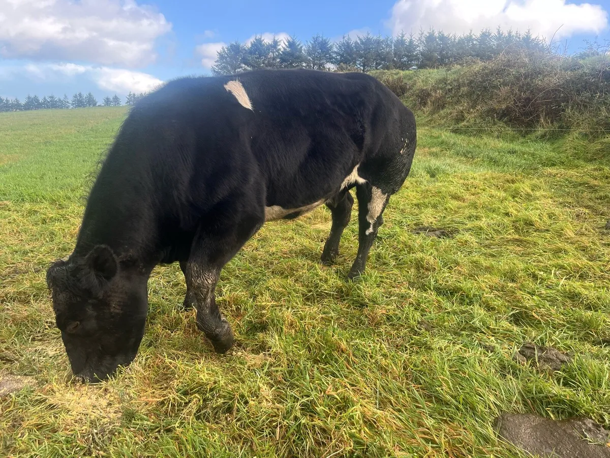 FOR SALE IN CASTLEISLAND MART WEDNESDAY 5th Nov - Image 4