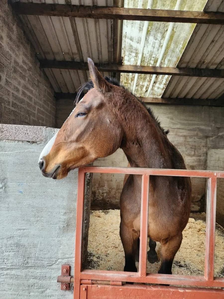 Brood mare for sale - Image 3