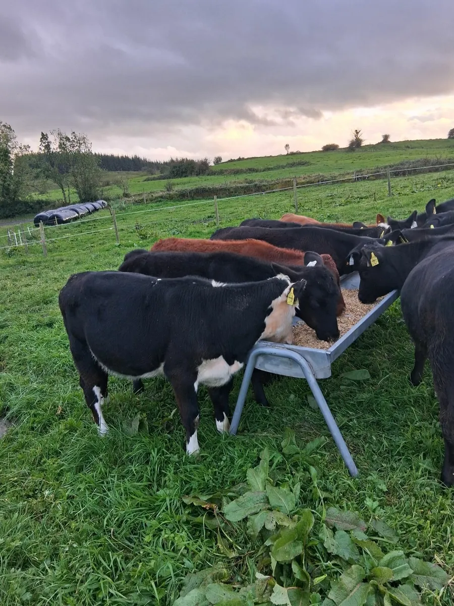 Weanling Heifers - Image 1
