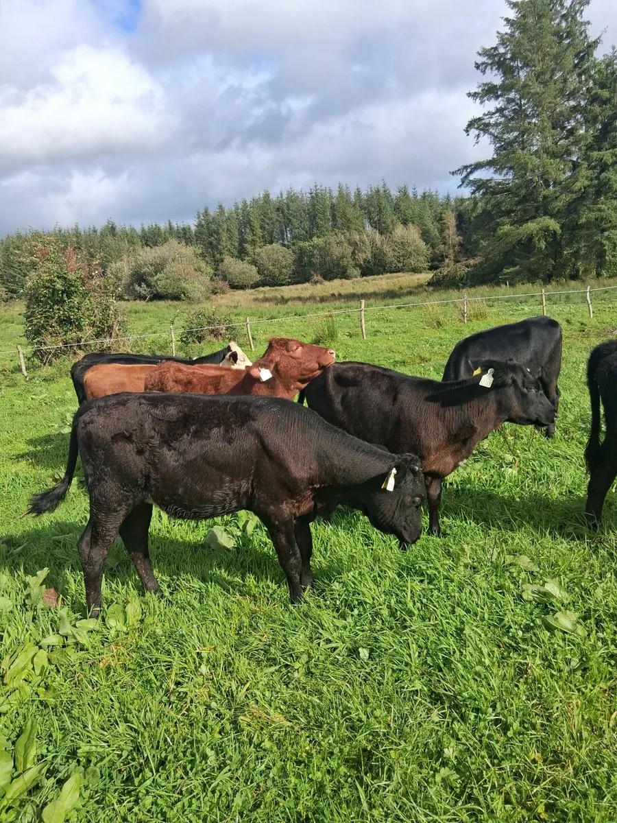 Weanling Heifers - Image 4