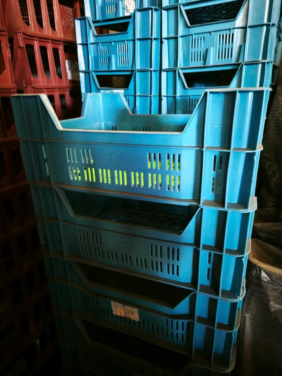 Tomato crates. - Image 1