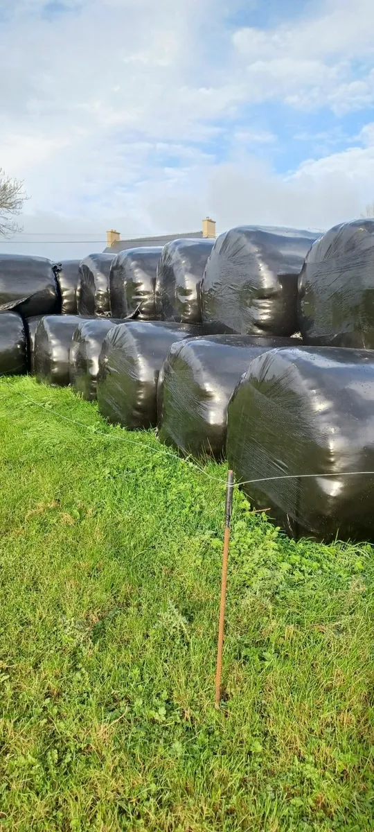silage bales - Image 2