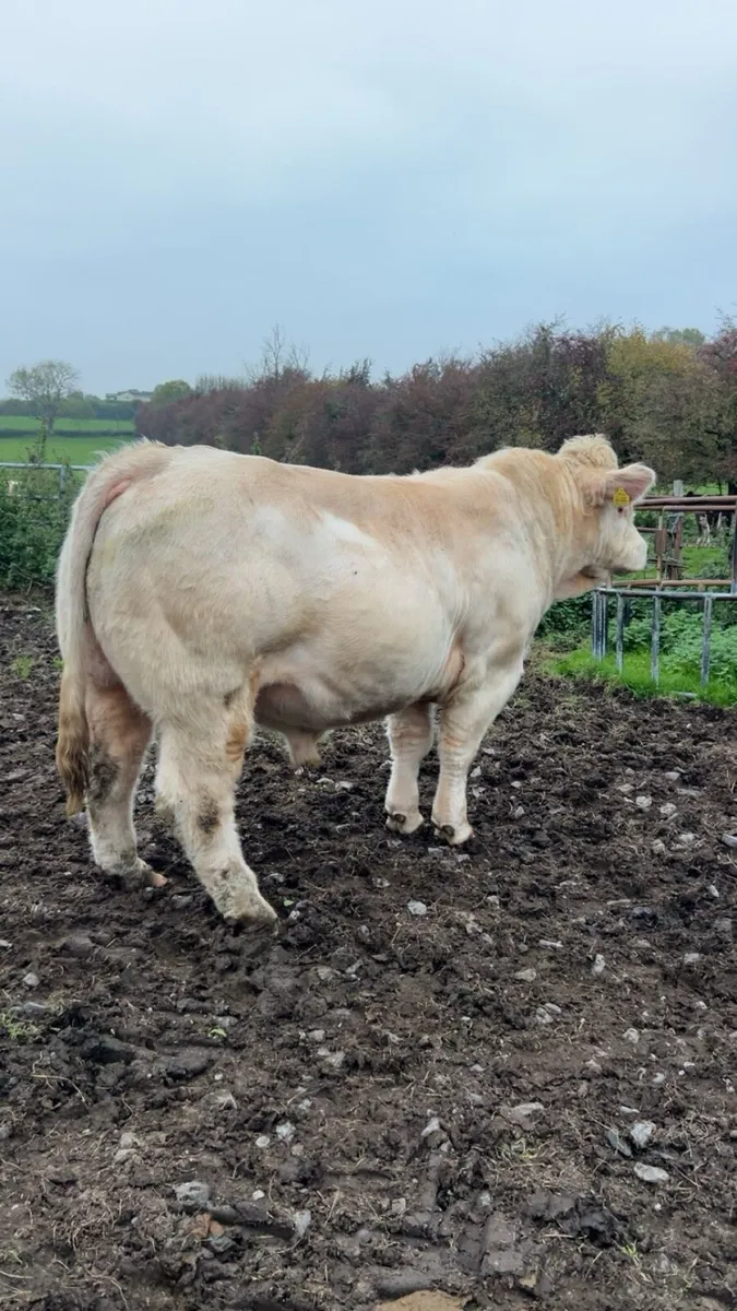 5⭐️Genotyped Charolais Bull-Pedigree Registered - Image 1