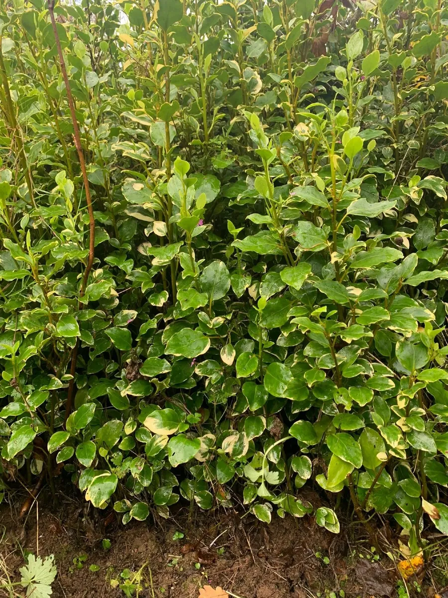 Garden plants - Image 1