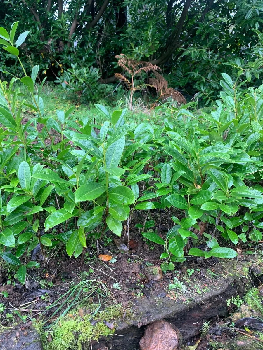 Garden plants - Image 2