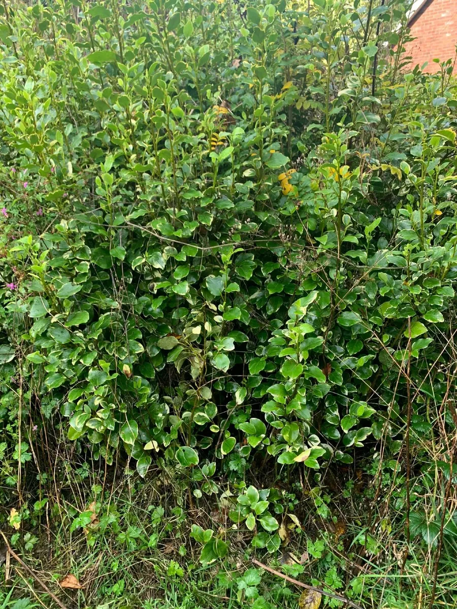 Garden plants - Image 3