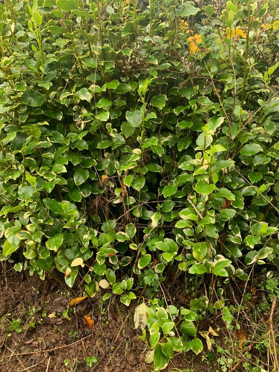 Garden plants - Image 4