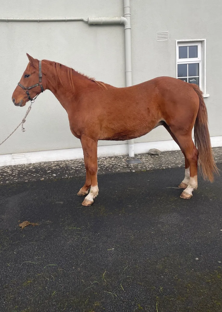 Road to Happiness 3yr Gelding - Image 1