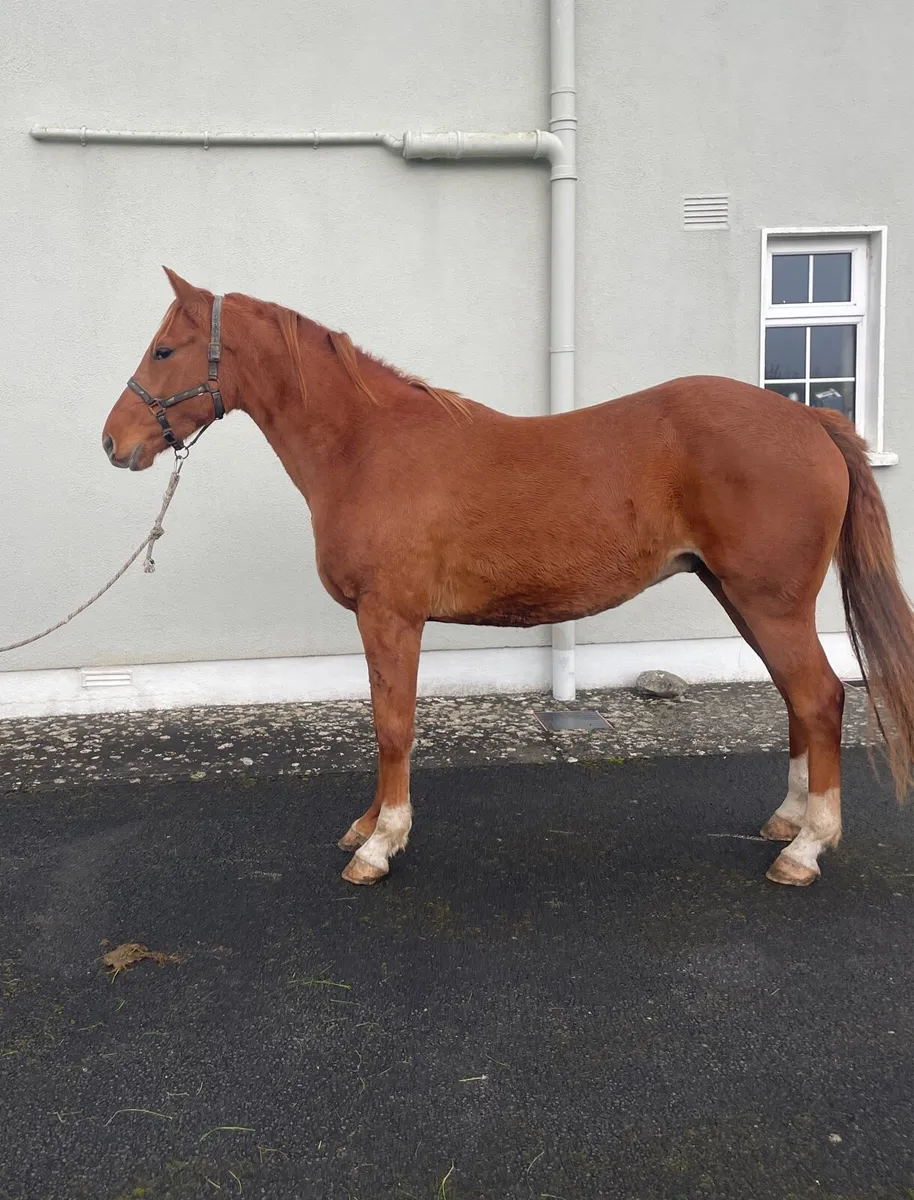 Road to Happiness 3yr Gelding - Image 2