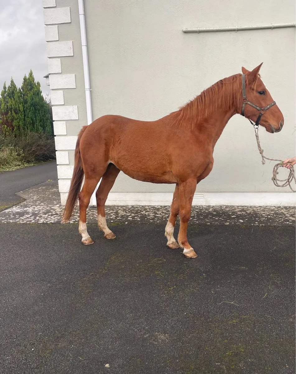 Road to Happiness 3yr Gelding - Image 3