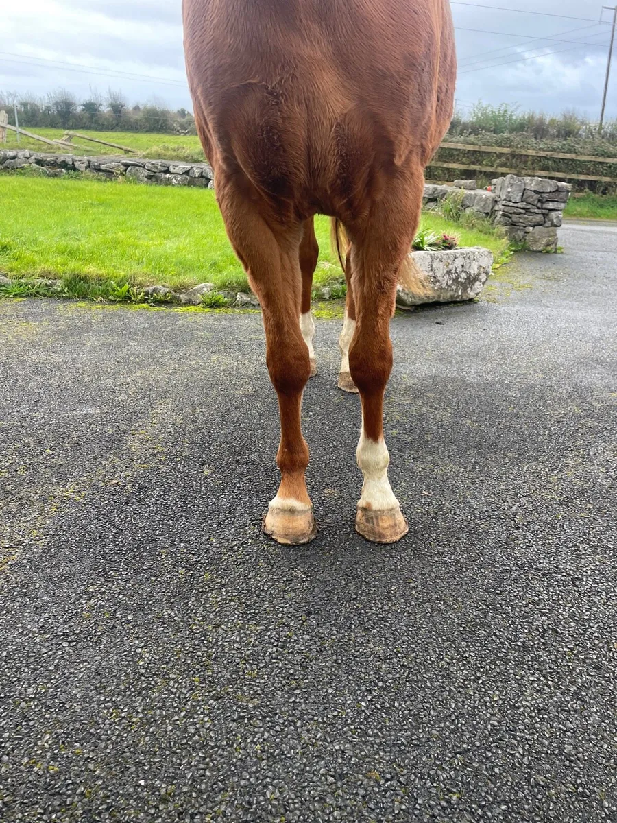 Road to Happiness 3yr Gelding - Image 4