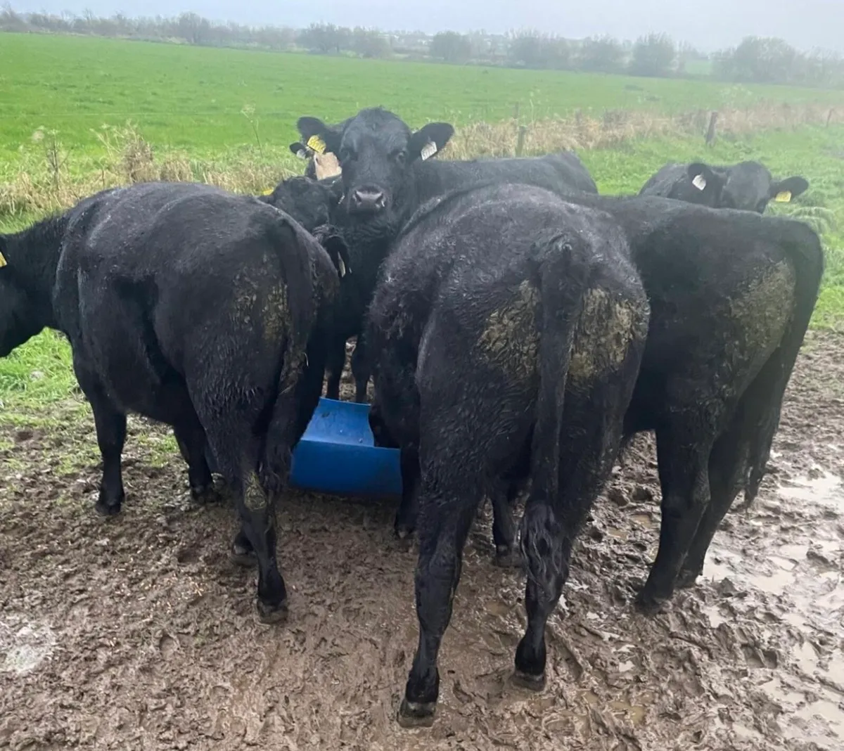 Angus Weanling Bullocks - Image 1