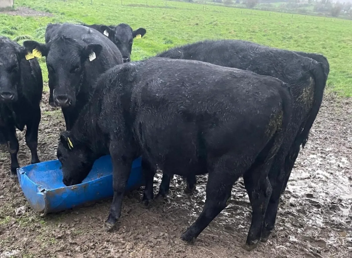 Angus Weanling Bullocks - Image 2