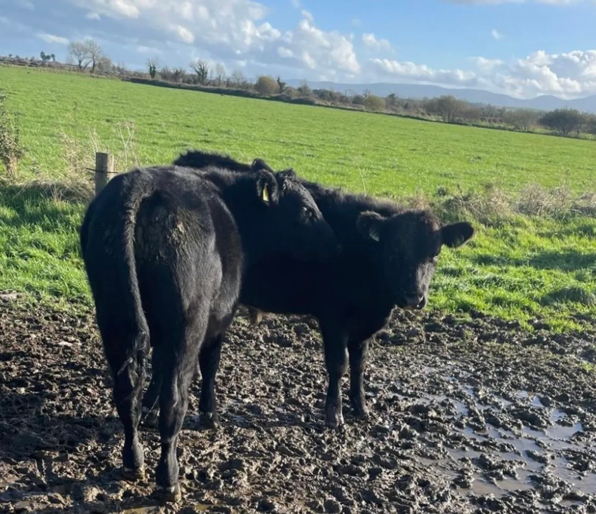 Angus Weanling Bullocks - Image 3