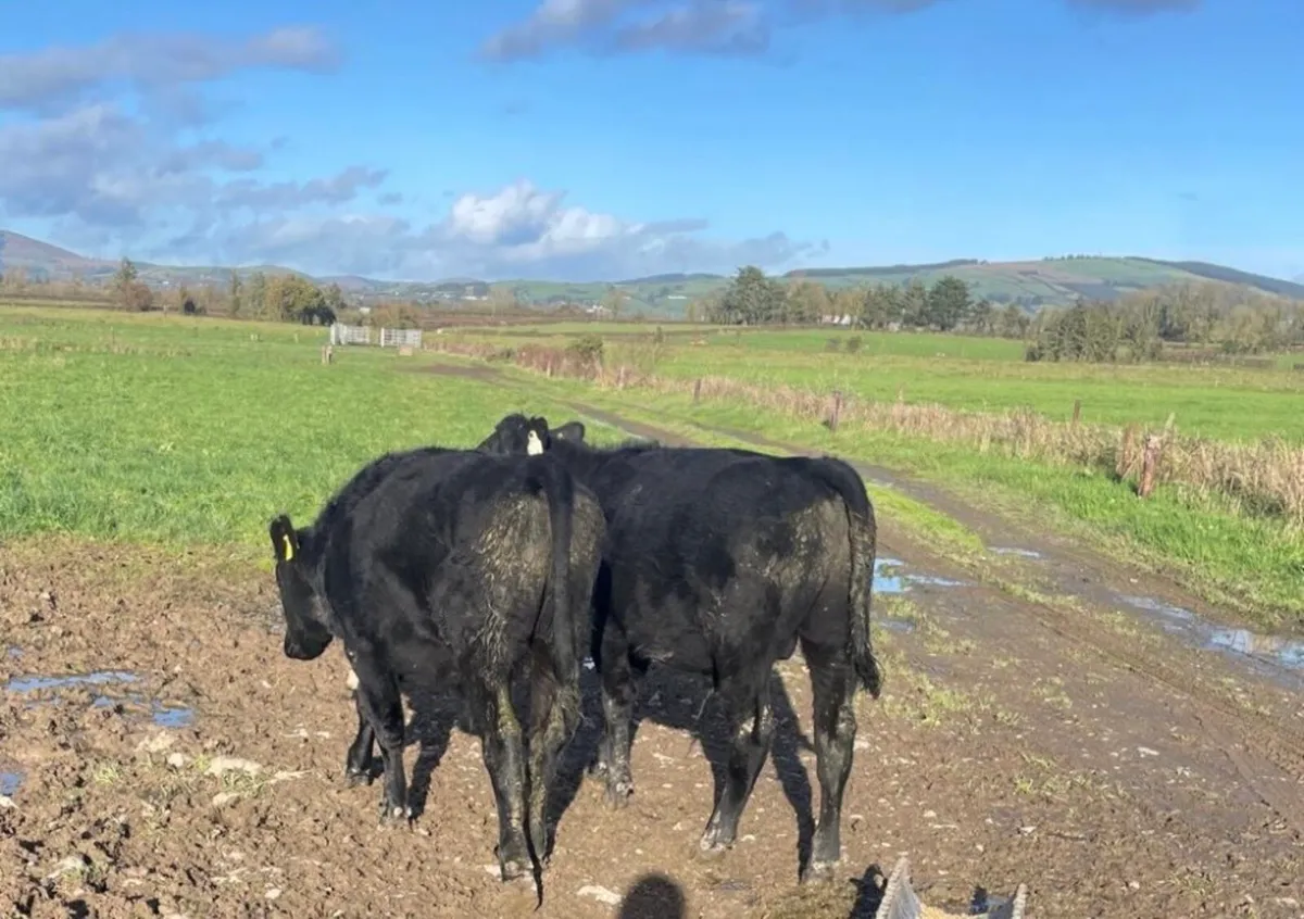 Angus Weanling Bullocks - Image 4