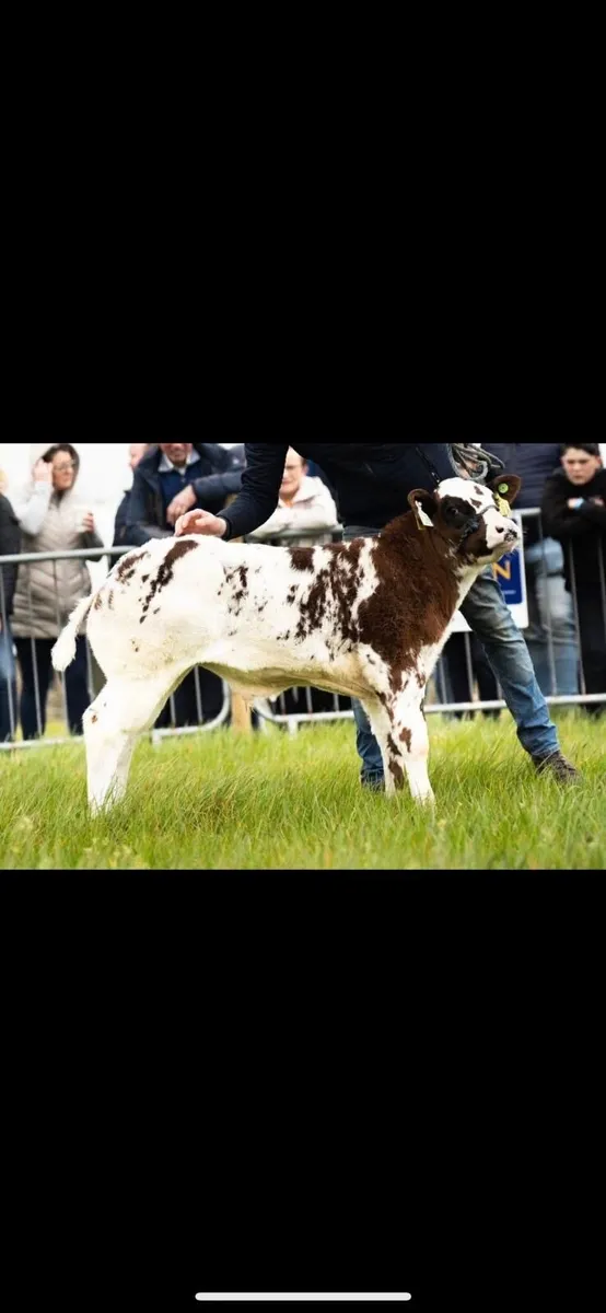bull weanling for balla 3rd November - Image 2