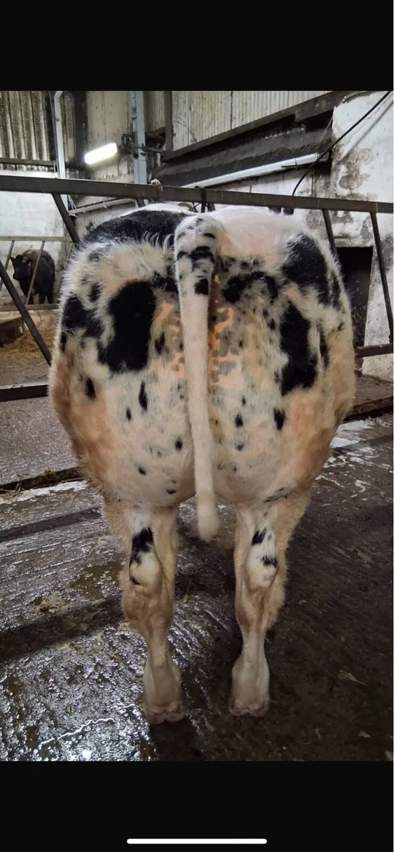 bull weanling for balla 3rd November - Image 3