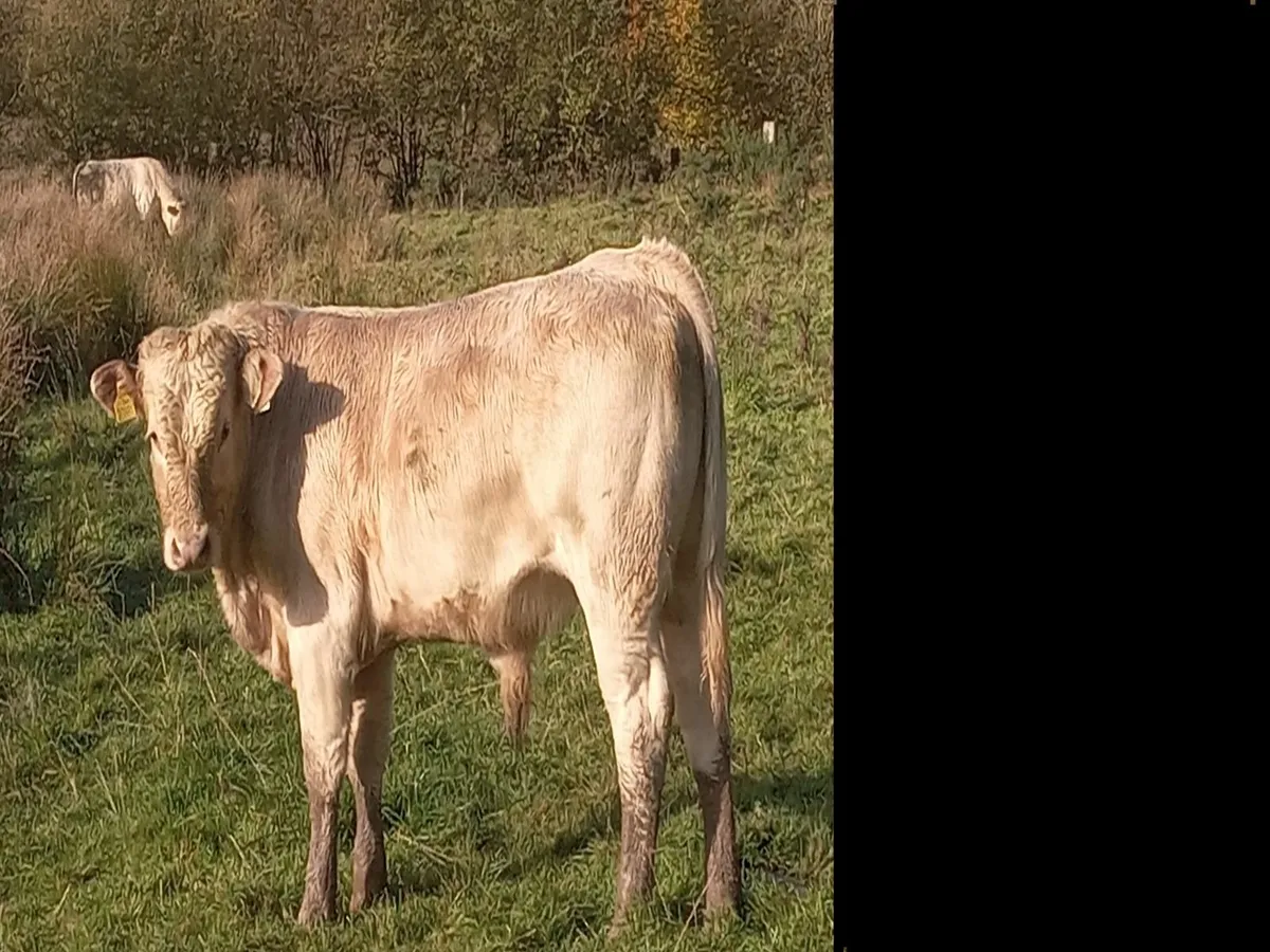 Organic weanling for sale roscrea mart 5 November - Image 2