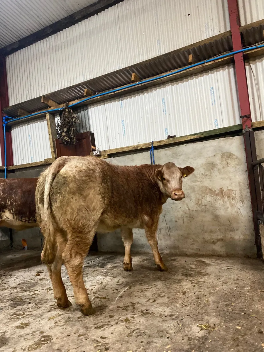 Breeding heifers for Ballymote mart 6th nov - Image 1