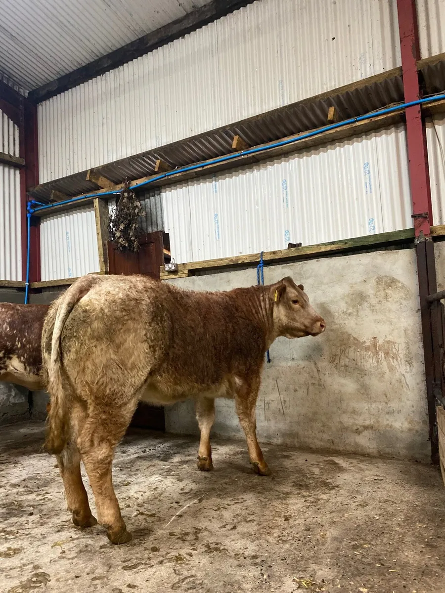 Breeding heifers for Ballymote mart 6th nov - Image 2