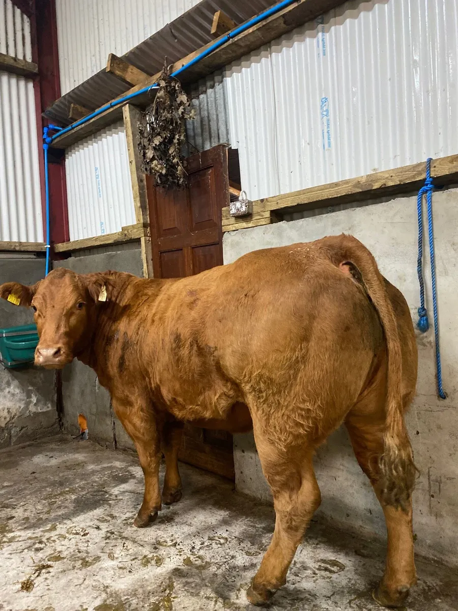 Breeding heifers for Ballymote mart 6th nov - Image 3