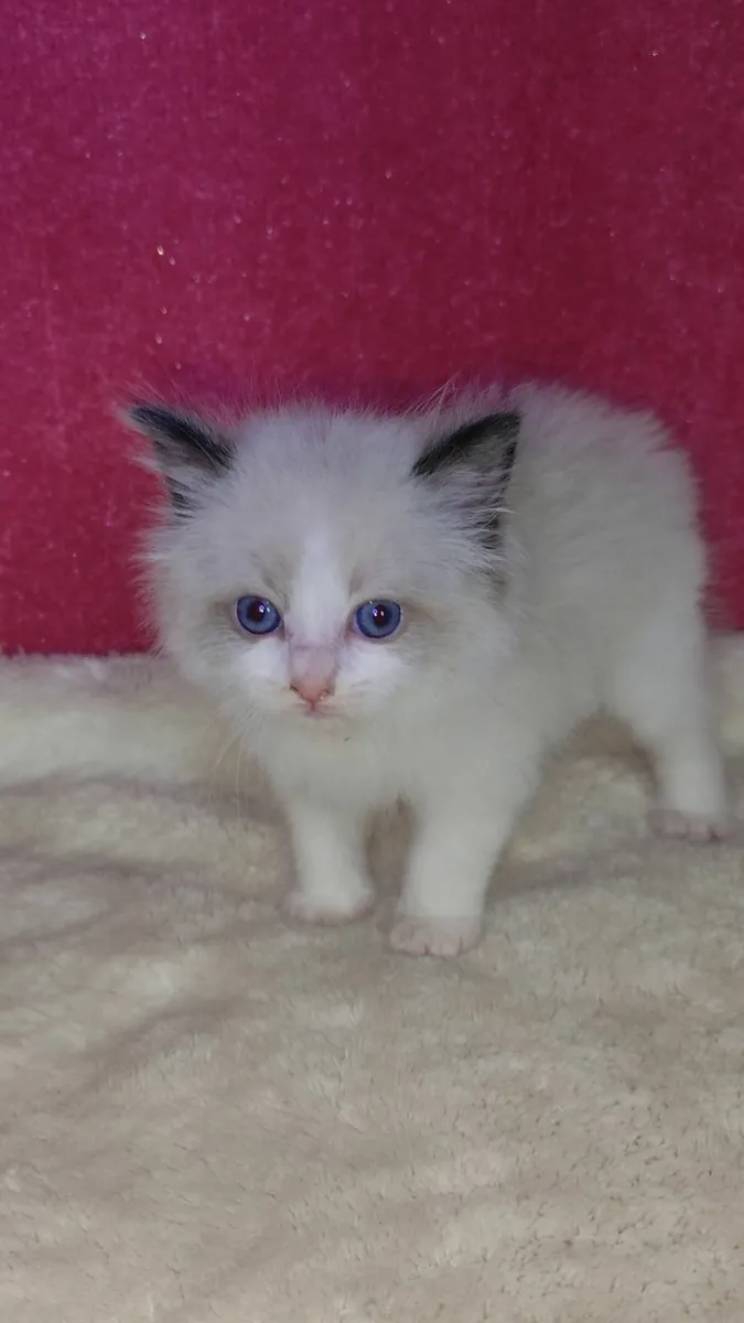 💙 Gorgeous Pedigree Ragdoll Kitten - Last Boy!💙 - Image 1