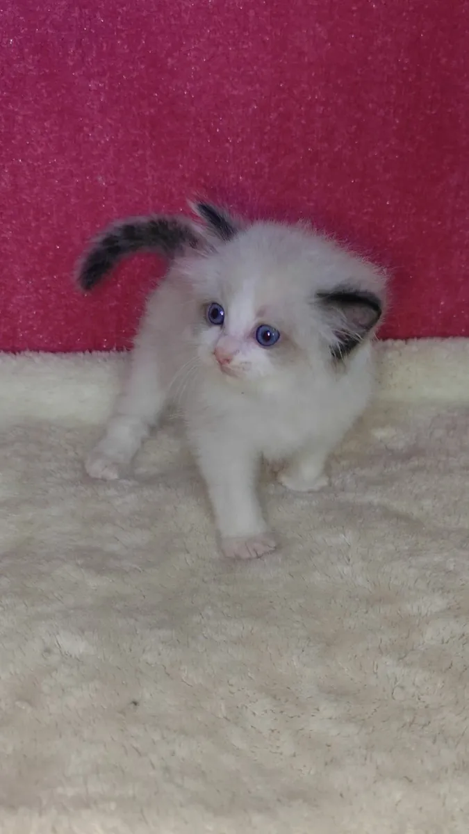 💙 Gorgeous Pedigree Ragdoll Kitten - Last Boy!💙 - Image 3