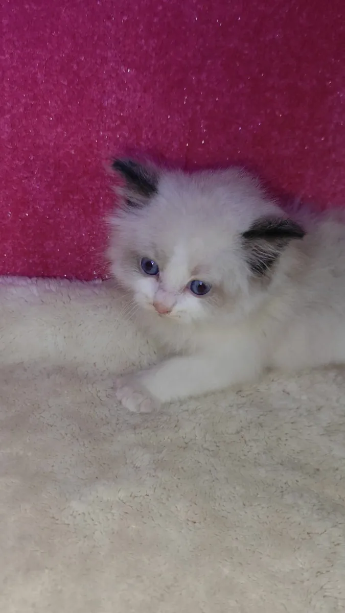💙 Gorgeous Pedigree Ragdoll Kitten - Last Boy!💙 - Image 4