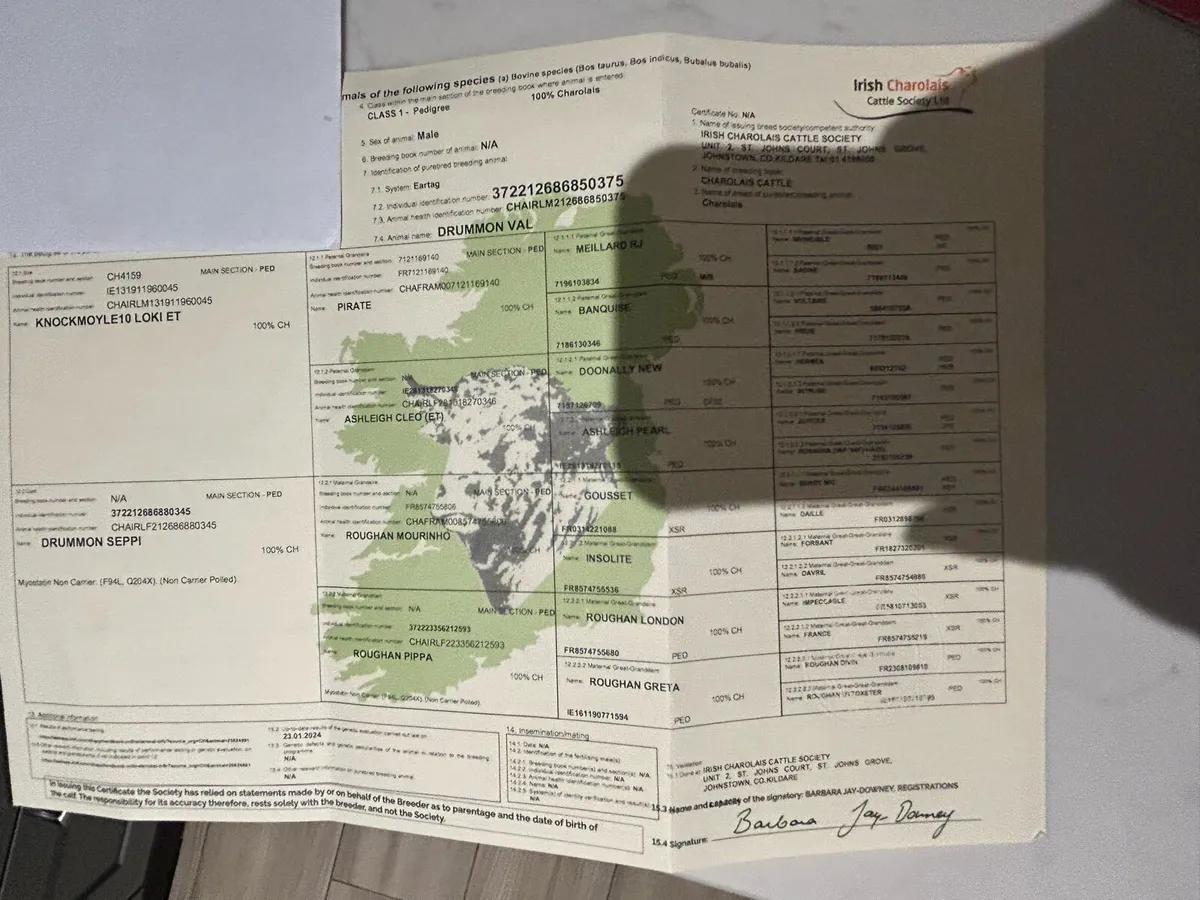 5⭐️Genotyped Charolais Bull-Pedigree Registered - Image 4