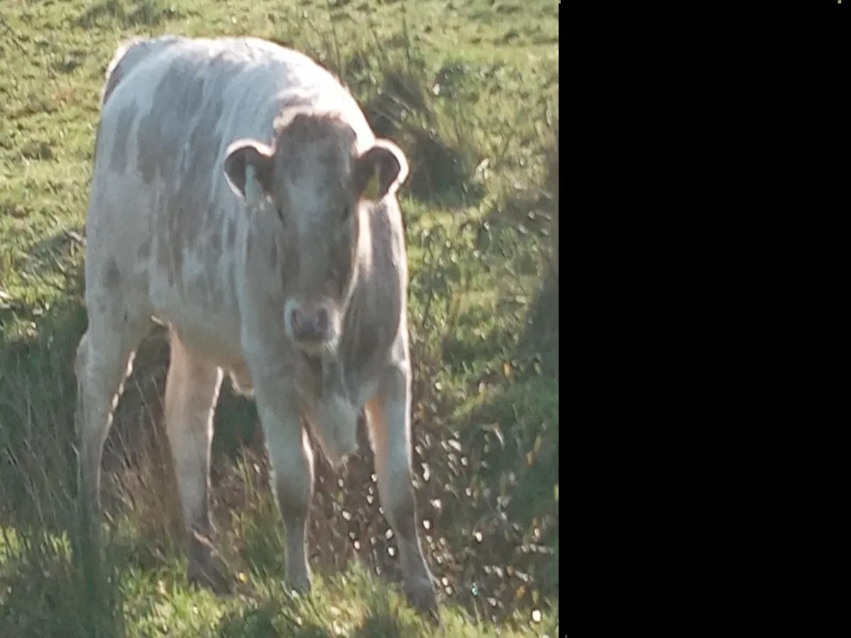Organic weanling for sale roscrea mart 5 November - Image 1