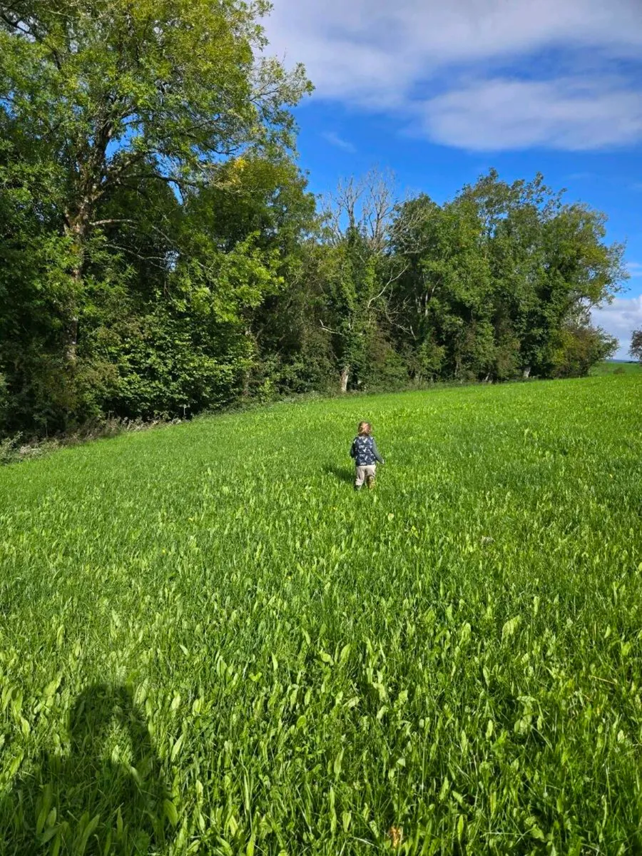Winter grazing for sheep