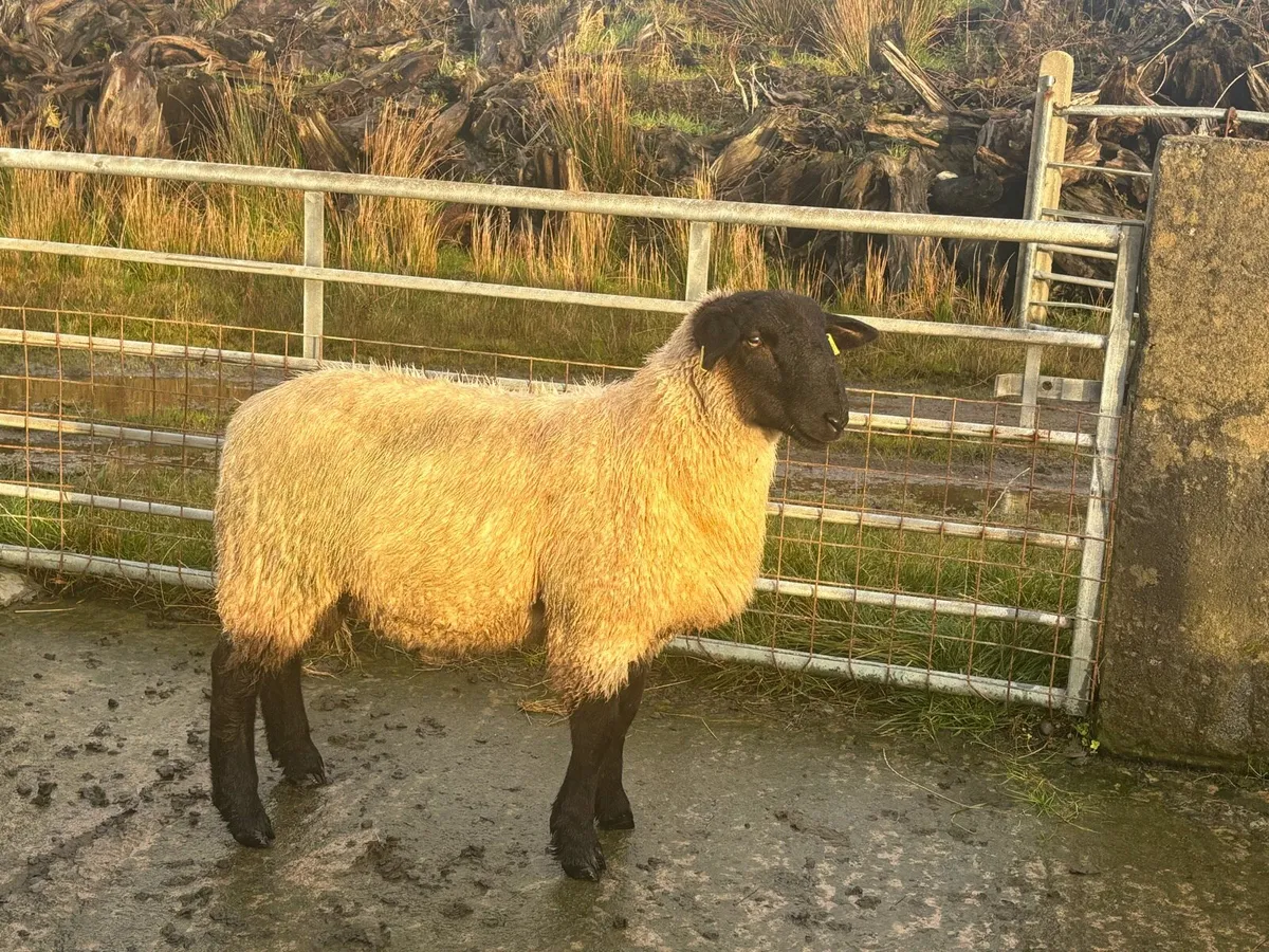 Fully Certified Organic Suffolk RAM LAMB - Image 2
