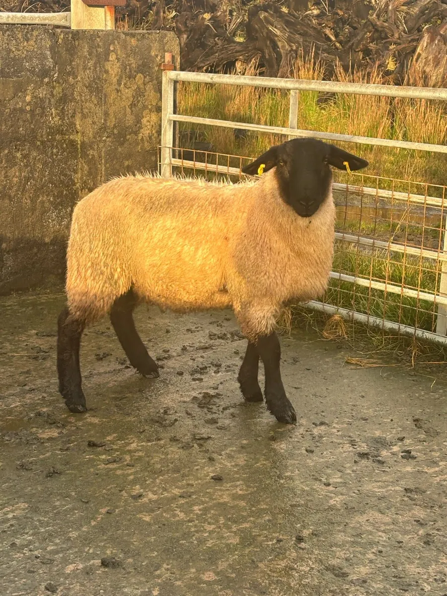 Fully Certified Organic Suffolk RAM LAMB - Image 3