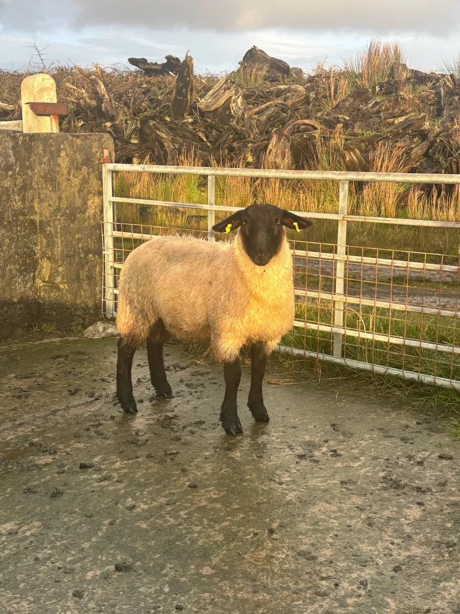 Fully Certified Organic Suffolk RAM LAMB - Image 4