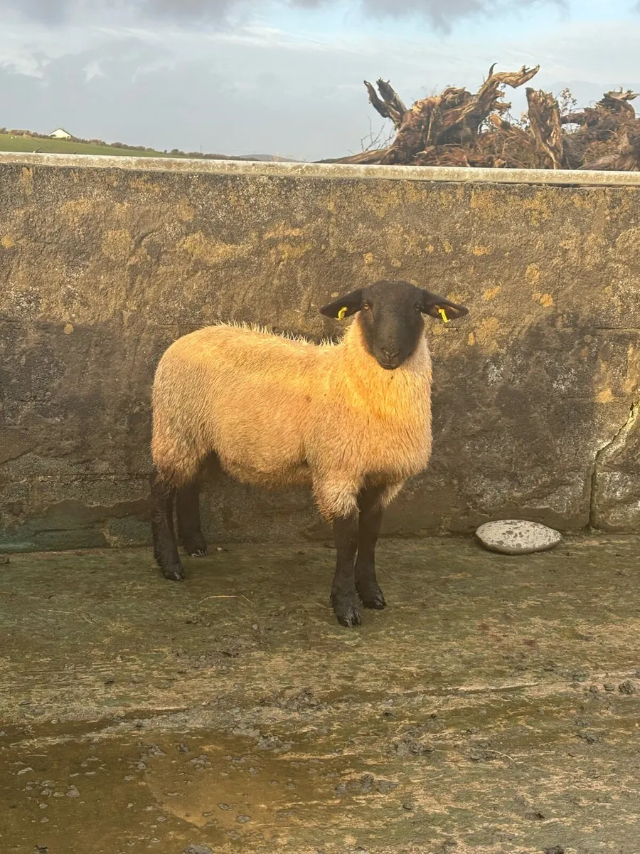 Fully Certified Organic Suffolk RAM LAMB - Image 1